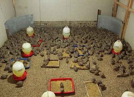 ternak Burung Puyuh modal 300 ribu